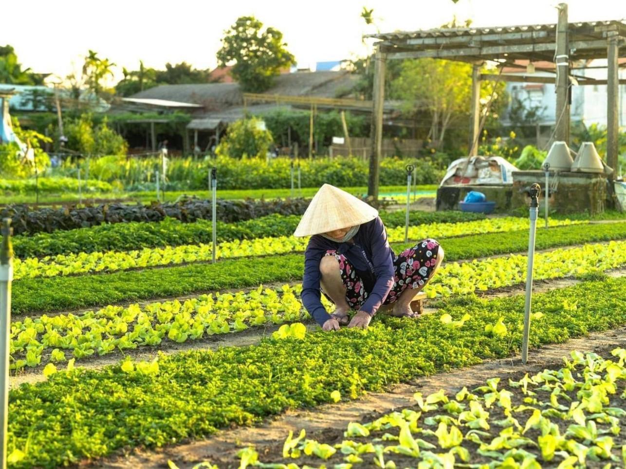 Hoi An Cabbage Garden Leilighet Eksteriør bilde